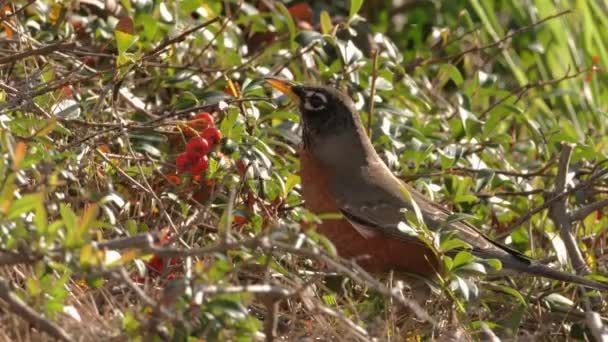 Robin Americano Turdus Migratorius Invernando Califórnia Estas Aves Nidificam Norte — Vídeo de Stock