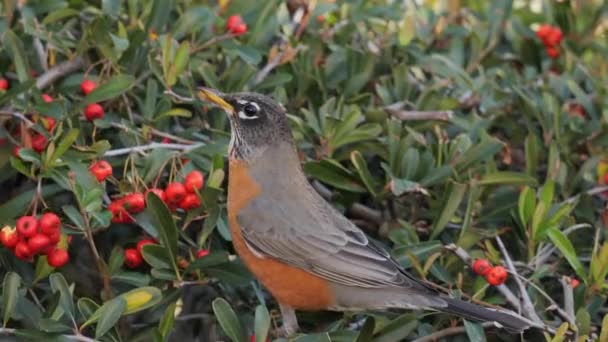 Den Amerikanska Robin Turdus Migratorius Övervintrar Kalifornien Dessa Fåglar Häckar — Stockvideo