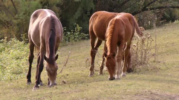ダヌーブデルタの馬の群れ — ストック動画