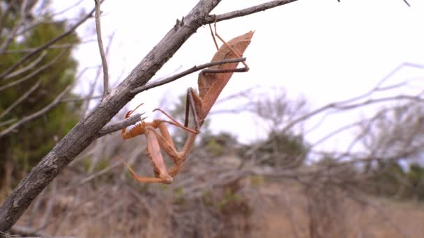 Mantis Burla Una Rama Son Grandes Insectos Depredadores Víctima Agarrada — Vídeo de stock