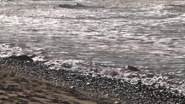 カリフォルニアの太平洋岸での秋の波とサーフィン — ストック動画