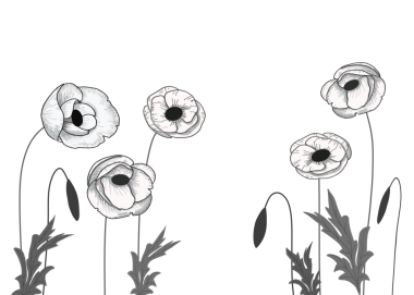 Şeffaf bir arkaplanda çiçek açan beyaz gelincikler.