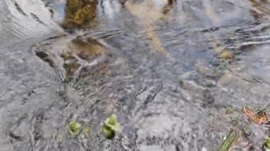 Polonya 'da sel baskını ormanı.