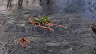 Polonya 'da sel baskını ormanı.