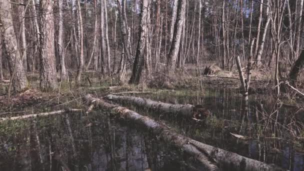 ポーランドの洪水の森で春の洪水 — ストック動画