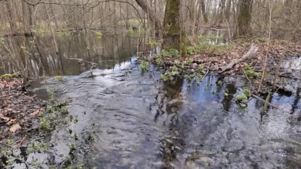 Inundação Primavera Uma Floresta Várzea Polônia — Vídeo de Stock