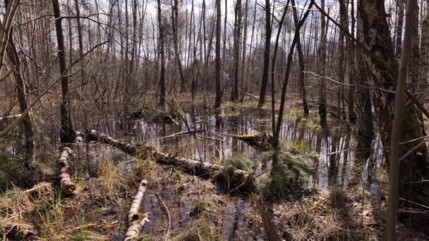 Wiosenna Powódź Lesie Zalewowym Polsce — Wideo stockowe