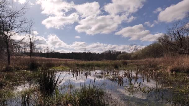 Весняний Потоп Рівнинному Лісі Польщі — стокове відео