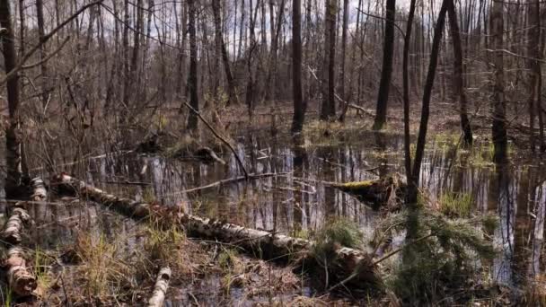 Jarní Povodeň Povodňovém Lese Polsku — Stock video