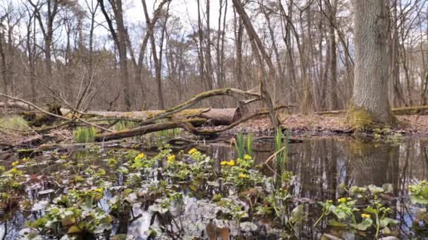 华沙附近盛开的春天沼泽 Kampinos国家公园 — 图库视频影像