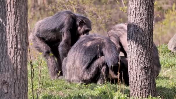 黑猩猩 Pan Troglodytes 是具有有趣行为的大型猴子 他们住在非洲 有很多家庭 — 图库视频影像