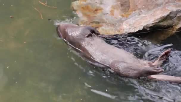 Der Eurasische Fischotter Lutra Lutra Schwimmt Wasser Und Ruht — Stockvideo