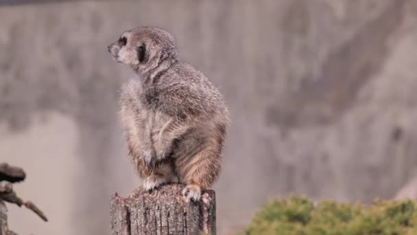 Family Adorable Meerkats Suricata Suricatta Bushes — Stock Video