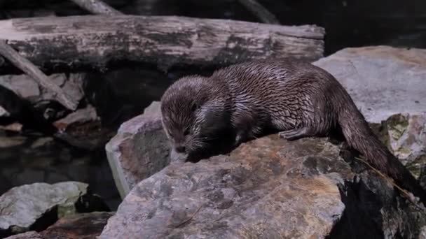 Euraziatische Otter Lutra Lutra Rust — Stockvideo