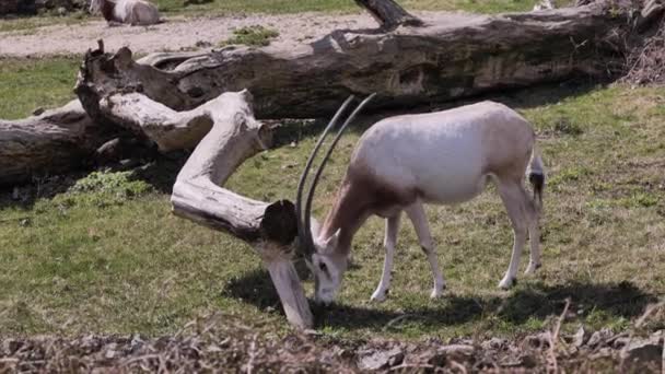 Antylopa Gemsbok Lub Oryx Oryx Gazella Jest Dużą Antylopą Żyjącą — Wideo stockowe