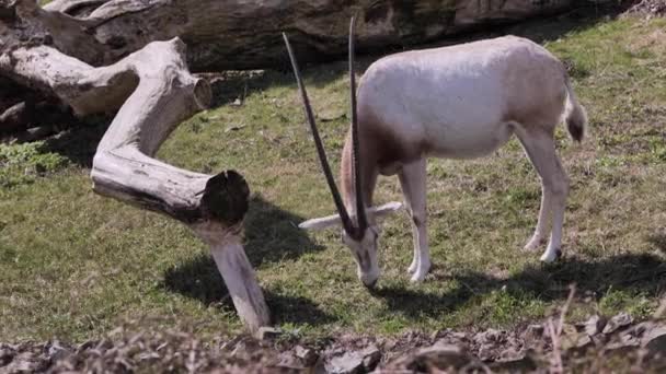 Gemsbok Vagy Oryx Antilop Oryx Gazella Egy Nagy Antilop Afrikai — Stock videók
