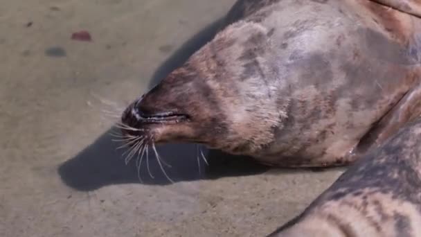 Grey Seal Halichoerus Grypus Marine Animals Live Colonies Ocean Coast — Stock Video