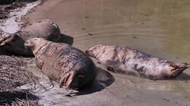 Grey Seal Halichoerus Grypus Marine Animals Live Colonies Ocean Coast — Stock Video