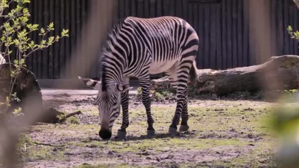 Zebra Sun Horse Eats Grass Zebras Hippotigris Inhabitants African Savanna — Stock Video