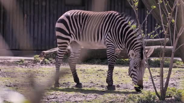 ゼブラや太陽の馬が草を食べている ゼブラ ヒポティグリス はアフリカのサバンナの住民であり 動物園で人気のある動物です — ストック動画