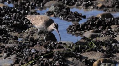  Büyük bir kum düdükçüsü, muhtemelen Whimbrel (Numenius phaeopus) Kaliforniya 'nın Pasifik kıyılarında düşük gelgitte avlanır..