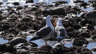 Kaliforniya Pasifik Sahili 'nde martılar.
