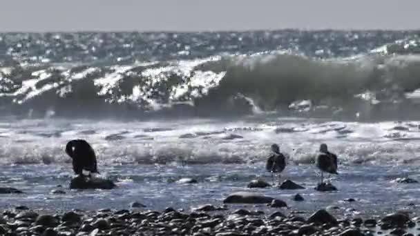 Sea Gulls Winter California Pacific Coast — Stock Video