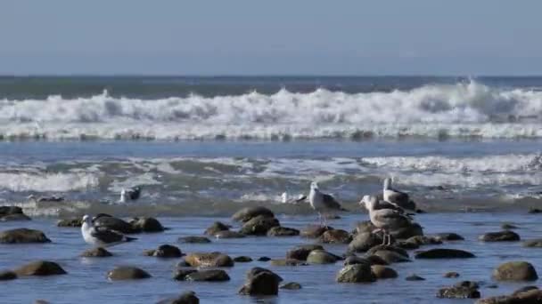 Sea Gulls Winter California Pacific Coast — Stock Video