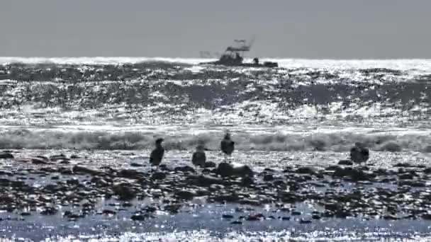 Sea Gulls Motor Boat Winter California Pacific Coast — Stock Video