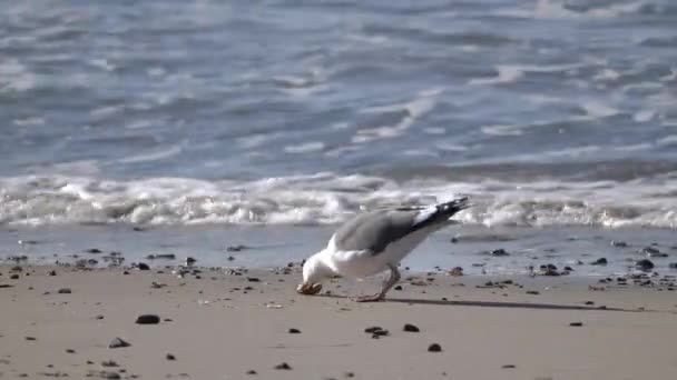 Goélands Marins Hiver Californie Côte Pacifique — Video