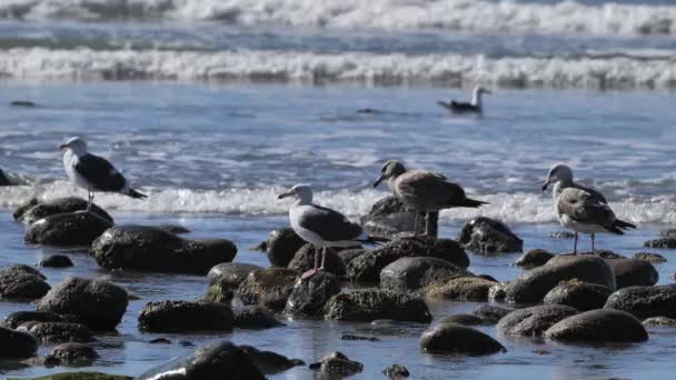 Tengeri Sirályok Téli Kalifornia Csendes Óceán Partján — Stock videók