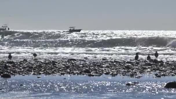 Goélands Marins Bateaux Moteur Hiver California Pacific Coast — Video