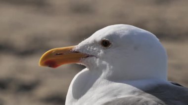Kaliforniya martısının portresi, muhtemelen Batı Martı (Larus occidentalis) Kaliforniya 'nın Pasifik kıyılarında dinleniyor..