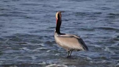 Kahverengi pelikan (Pelecanus occidentalis) Kaliforniya 'da bir kış plajında dinleniyor..