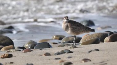 Büyük bir kum düdükçüsü, muhtemelen Whimbrel (Numenius phaeopus) Kaliforniya 'nın Pasifik kıyılarında düşük gelgitte avlanır..