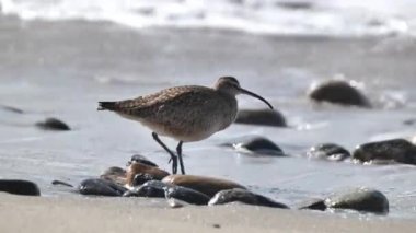 Büyük bir kum düdükçüsü, muhtemelen Whimbrel (Numenius phaeopus) Kaliforniya 'nın Pasifik kıyılarında düşük gelgitte avlanır..