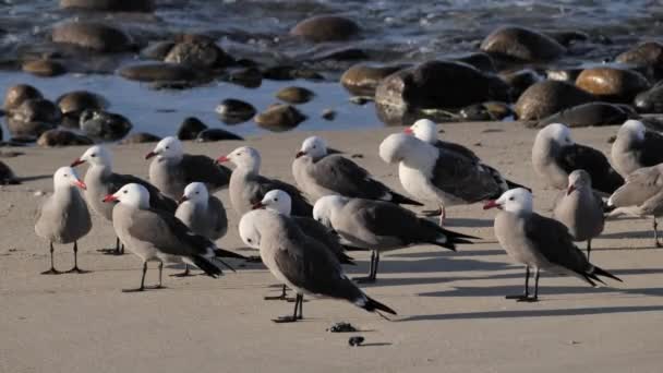 Flock Small Seagulls Sandy California Beach — Stock Video
