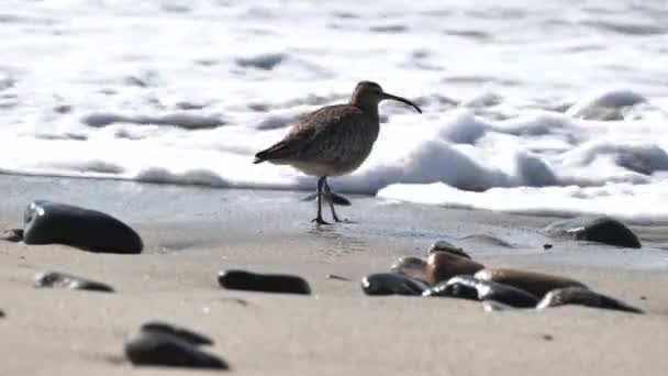 Ein Großer Strandläufer Wahrscheinlich Regenbrachvogel Numenius Phaeopus Geht Bei Ebbe — Stockvideo