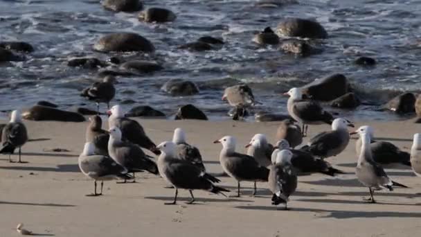 Turmă Pescăruși Mici Plajă Nisip Din California — Videoclip de stoc