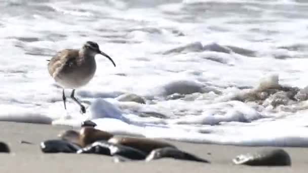Ein Großer Strandläufer Wahrscheinlich Regenbrachvogel Numenius Phaeopus Geht Bei Ebbe — Stockvideo
