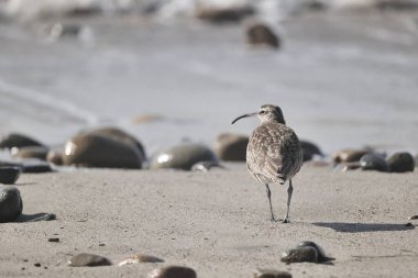  Büyük bir kum düdükçüsü, muhtemelen Whimbrel (Numenius phaeopus) Kaliforniya 'nın Pasifik kıyılarında düşük gelgitte avlanır..