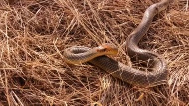 Caspian yılanı (Dolichophis caspius veya Coluber caspius) saldırmaya hazırlanmaktadır. Bu, Avrupa 'daki en büyük yılan. Avrasya 'da bulundu.