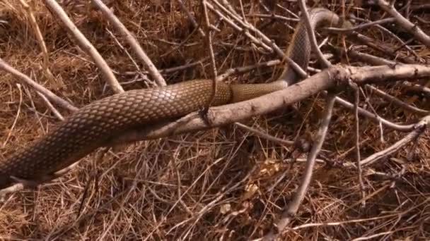 里海乌贼 Dolichophis Caspius或Coluber Caspius 爬到树枝上 这是欧洲最大的蛇 在欧亚大陆发现 — 图库视频影像