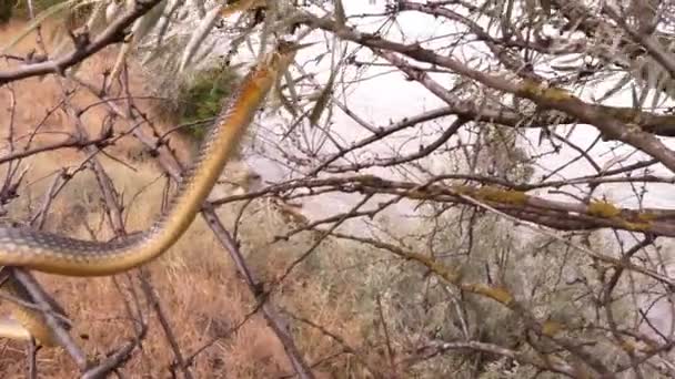 Die Kaspische Peitschenschlange Dolichophis Caspius Oder Coluber Caspius Klettert Auf — Stockvideo
