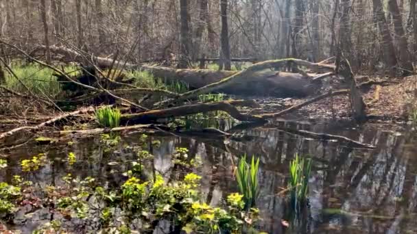 Floreciente Pantano Primavera Cerca Varsovia Parque Nacional Kampinos — Vídeos de Stock