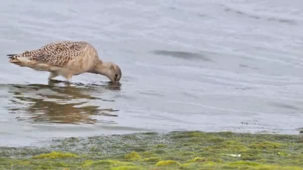 Marbled Godwit Limosa Fedoa Large Sandpiper Inhabiting Waters North America — Stock Video