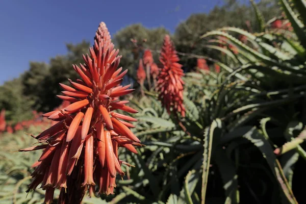 Büyük kırmızı aloe çiçekleri. Kışın sonu ve Kaliforniya 'da baharın başlangıcı.
