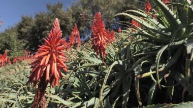 Büyük kırmızı aloe çiçekleri. Kışın sonu ve Kaliforniya 'da baharın başlangıcı.