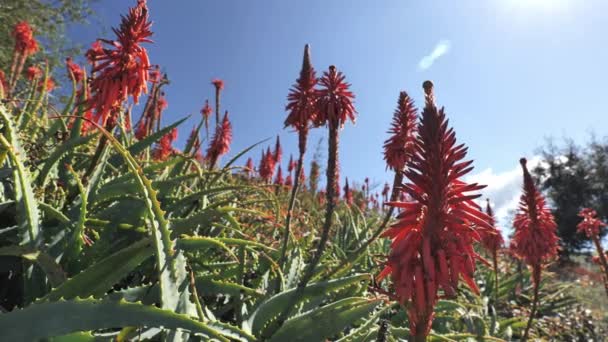 Flores Grandes Aloe Rojo Fin Del Invierno Comienzo Primavera California — Vídeo de stock
