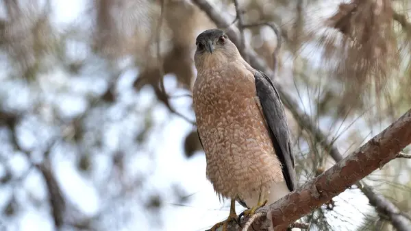 Cooper 's Hawk (Accipiter Cooperii) Güney Kaliforniya' da bir şubede dinleniyor.